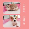 คอกสัตว์เลี้ยง 8 เหลี่ยม กรงสัตว์เลี้ยง